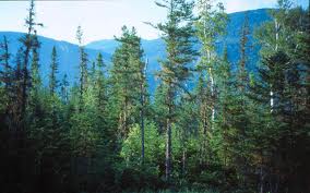 bosques boreales