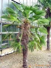 palmera Trachycarpus fortunei
