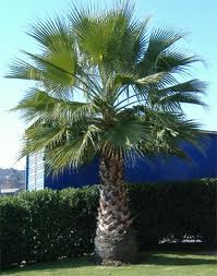 palmera Washingtonia filifera